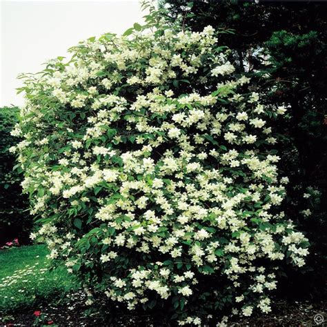 Philadelphus virginal Mock Orange - 1 shrub buy online order now | Mock ...