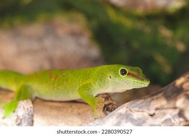 Madagascar Day Gecko: Over 1,788 Royalty-Free Licensable Stock Photos ...