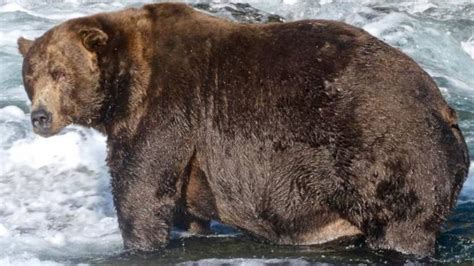 747 wins heavyweight title in Katmai’s annual Fat Bear Week - Alaska ...