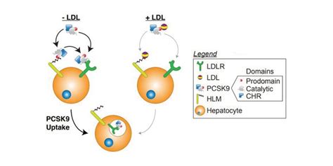 JLR: Study sheds light on function of mysterious PCSK9 mutation