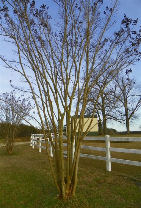 Pruning a Crape Myrtle | North Carolina Cooperative Extension