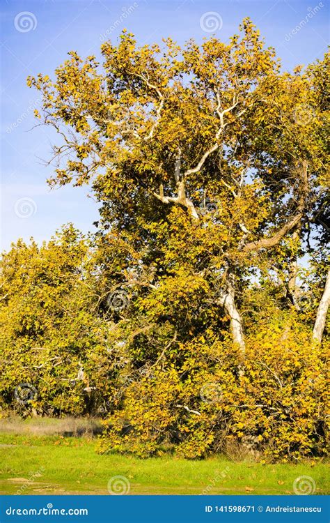 Western Sycamore Tree Platanus Racemosa Leaves On A Sky Background ...