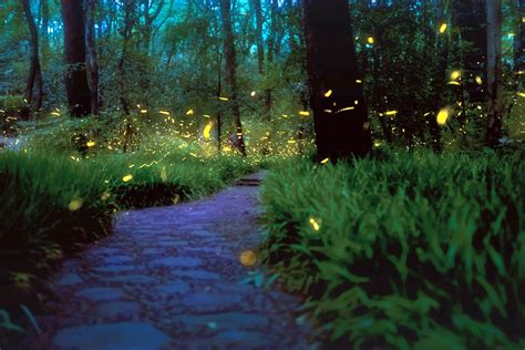 Fireflies Desktop Wallpaper - Fireflies Wallpaper 4k (#2956521) - HD Wallpaper & Backgrounds ...