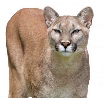 Puma Facts: Lesson for Kids | Study.com