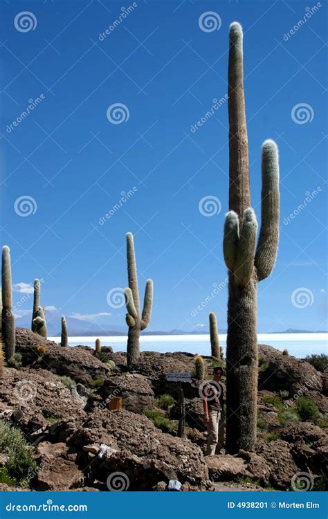 Huge Cactus, Cactus Island, Salar De Uyuni Stock Image - Image of cactuses, desert: 4938201