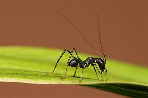 The Strange World of Insects That Mimic Other Insects