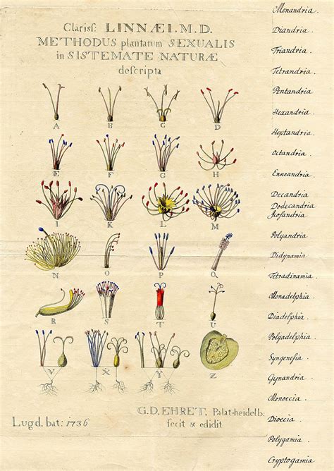 Plant Evolution and Taxonomy - BOTANICAL ART & ARTISTS