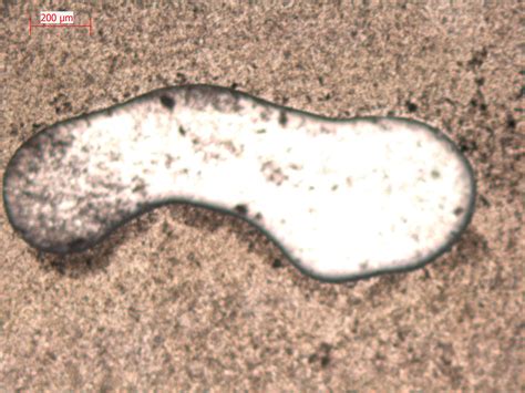 Is it Ostracod fossil ? - Fossil ID - The Fossil Forum