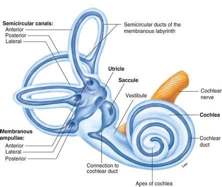 Benign Paroxysmal Positional Vertigo (BPPV)