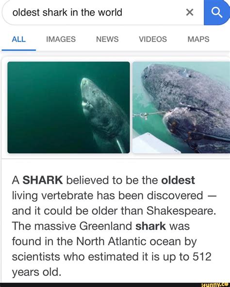 Oldest shark in the world X B ALL IMAGES NEWS VIDEOS MAPS A SHARK believed to be the oldest ...