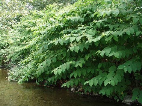 Invasive knotweed identification and control: Fallopia x bohemica, Fallopia japonica, Fallopia ...