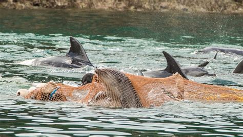 Petition: End Dolphin Hunting in Taiji | Dolphin Project