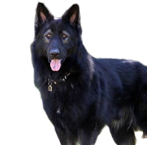 King Shepherd - Dog Breed Guide