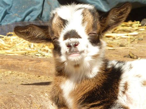 Super happy baby goat | Cute goats, Cute animals, Baby animals