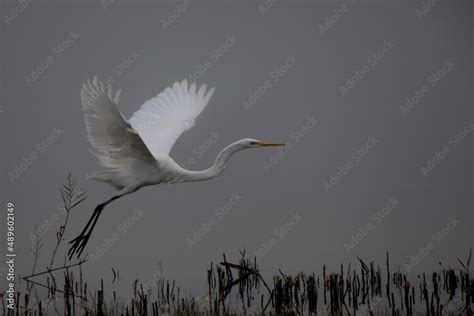 Flying Egret, Stock Photo | Adobe Stock