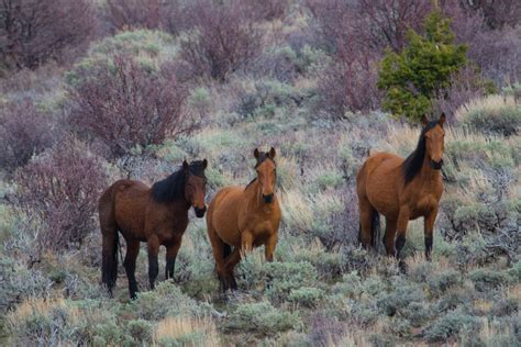 US_NV_Humboldt_Toiyabe_NF_FR400_Wild_Horse_Trio.jpg | Flickr