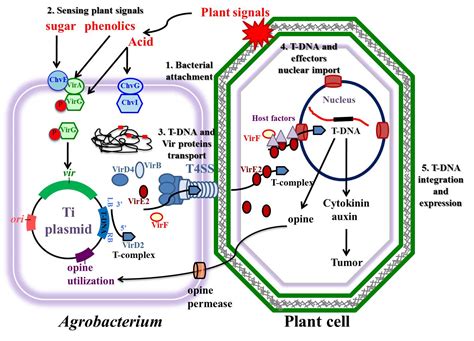 Agrobacterium-Mediated Plant Transformation: Biology and Applications