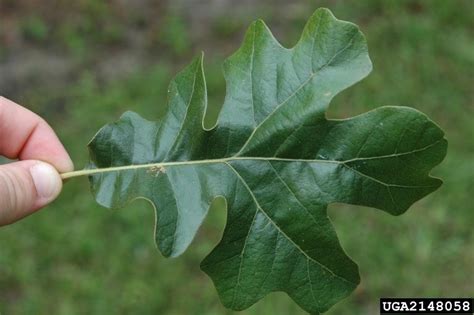 Meet A Tree: The Post Oak - Quercus stellata Oak Leaves, Plant Leaves ...