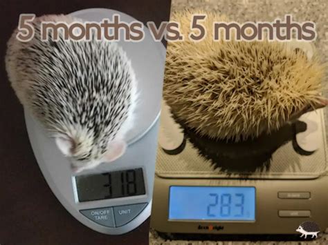 Healthy Hedgehog Weight - Heavenly Hedgies