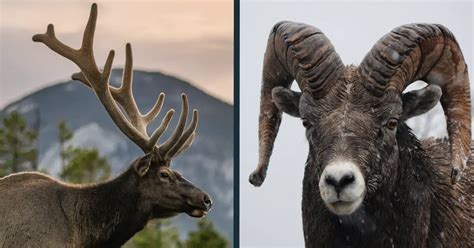 Antler vs Horn Comparison [What Are the Differences?] - World Deer