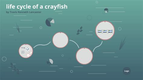 life cycle of a crayfish by Heather Polen on Prezi