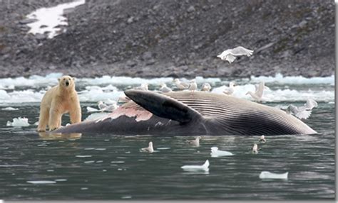 Predator Ecosystem Interactions | Create WebQuest