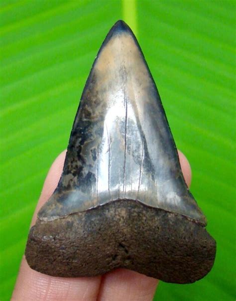 ANCESTRAL GREAT WHITE SHARK TOOTH FOSSIL - 1.97" - NO RESTORATIONS ...