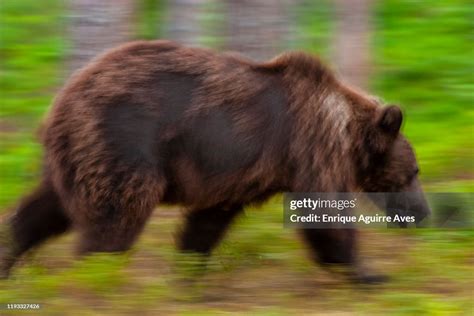 European Brown Bear High-Res Stock Photo - Getty Images