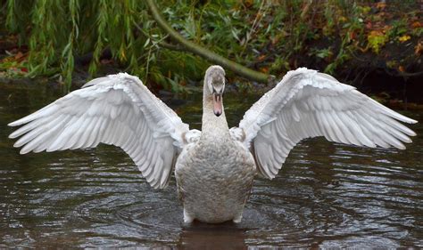 Young Swan Spreading its Wings | This photo was taken the mo… | Flickr