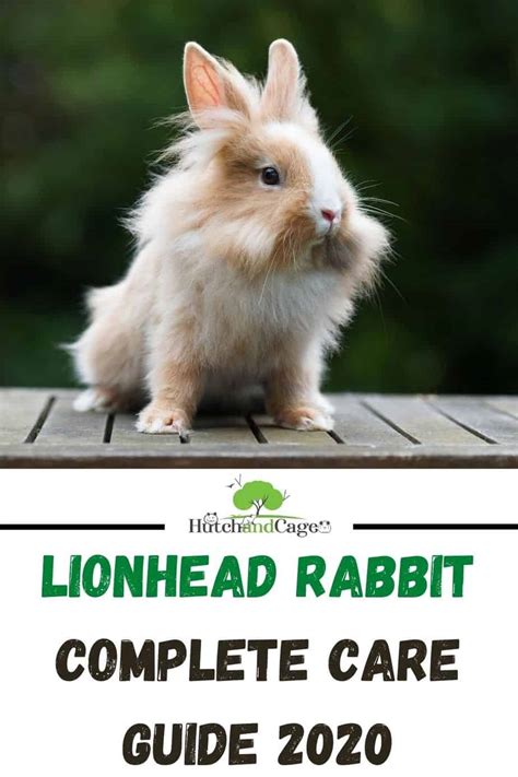 Lionhead Rabbit: Diet | Size | Breeding | Housing | Hutch and Cage