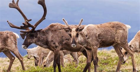 10 Incredible Caribou Facts - IMP WORLD