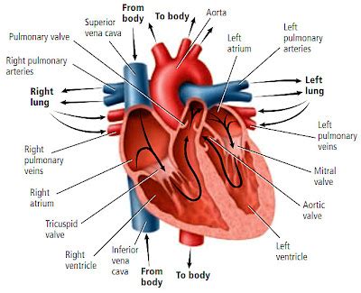 Jantung | de Biology