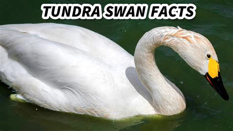 Tundra Swan Facts: the WHISTLING Swan 🦢 Animal Fact Files - YouTube