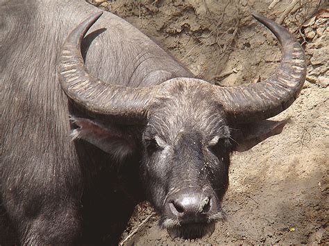 Bubalus bubalis (Rinca) | Nusa Tenggara (Indonesia) | Flickr