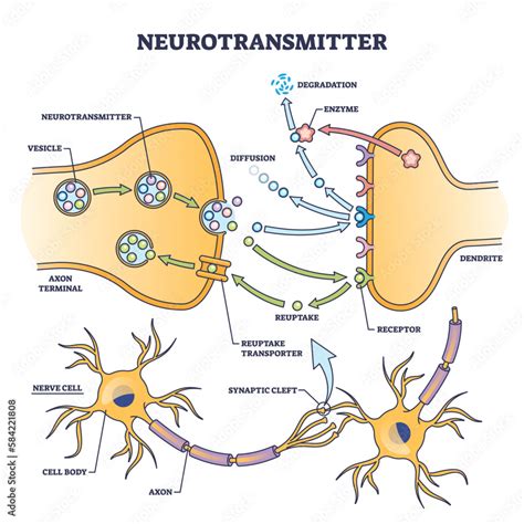 Neurotransmitter process detailed anatomical explanation outline diagram. Labeled educational ...