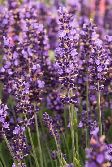 Lavender can be used for so many things | Arlington Times