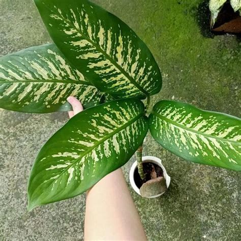 How To Grow and Care for the Dieffenbachia (Dumb Cane Plant) - House Plants Expert