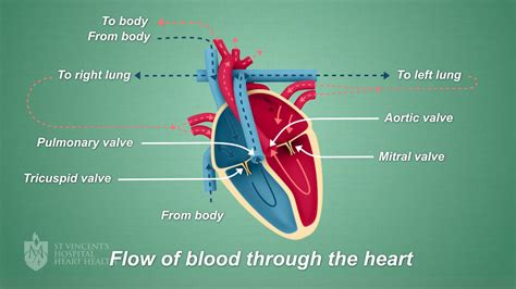 Moderate Mitral Valve Regurgitation Life Expectancy - Life Cake Gala