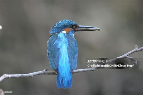 Common Kingfisher With Fish In Its Beak Allgaeu Bavaria Germany High-Res Vector Graphic - Getty ...