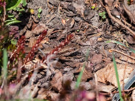 Viviparous Lizard or Common Lizard (Zootoca Vivipara) on the Ground ...