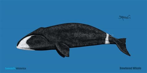 Bowhead Whale Size by SameerPrehistorica on DeviantArt