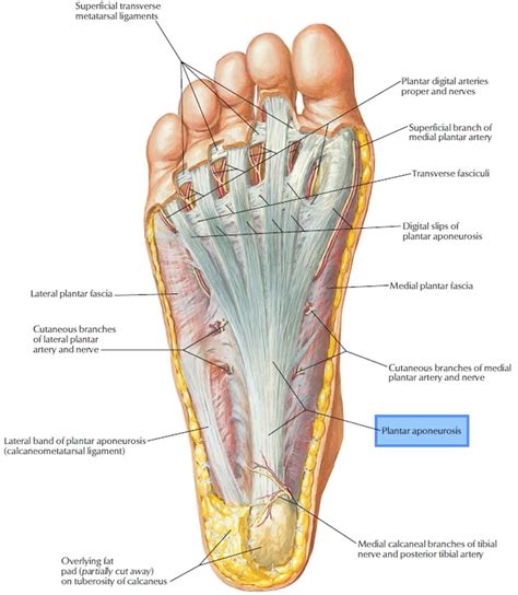 Plantar fasciitis causes, symptoms, diagnosis, treatment and stretches