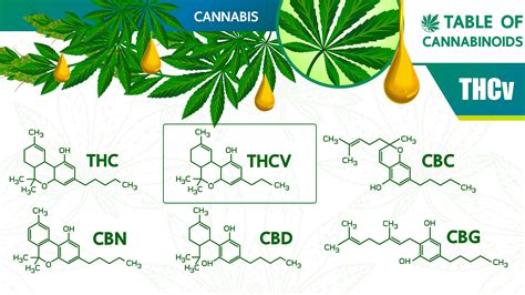 What is THCv Cannabinoid Explained - leafipedia.net