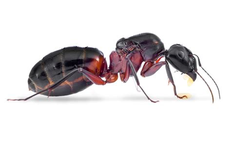 Camponotus ligniperda – AntSatan