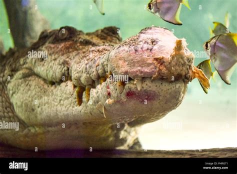 King Croc in Dubai Aquarium and underwater Zoo Stock Photo - Alamy