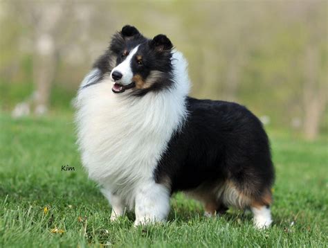 Shetland Sheepdog – Energetic and Playful (With images) | Shetland sheepdog, Shetland sheepdog ...