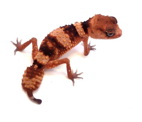 Rough Banded Knob-Tailed Gecko - Nephrurus wheeleri cinctus (Captive ...