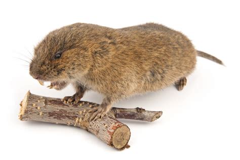 What the Heck is a Vole and Can They Hurt My Lawn? - Proactive Pest Control