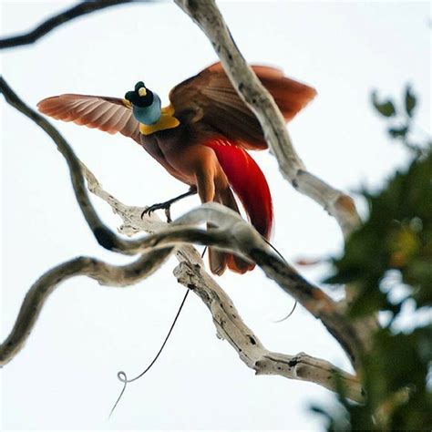 Burung Cendrawasih Merah, Sang Burung Surga Dari Papua - abangnji.com