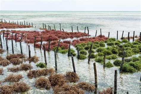 The Future of Seaweed Farming